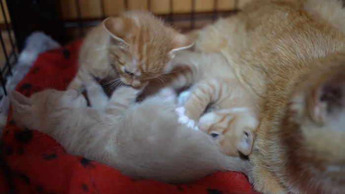 じゃれる子猫たち
