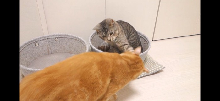 猫パンチ