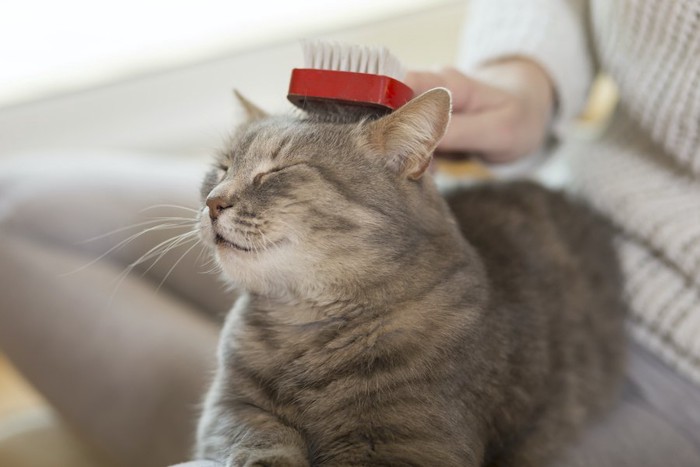 ブラッシングされて気持ちよさそうな猫