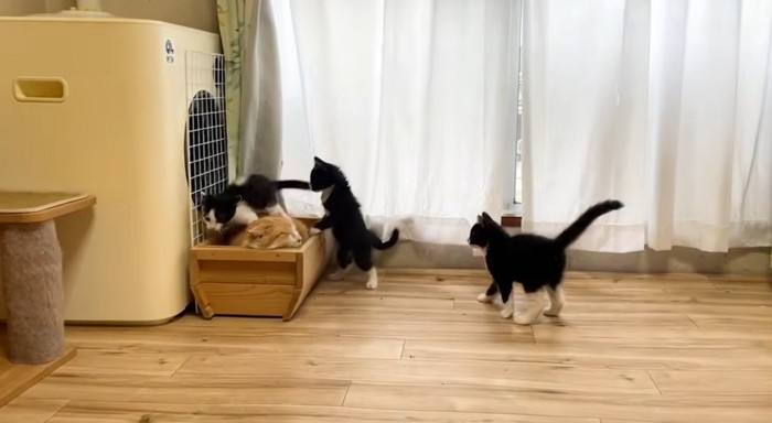 茶トラ猫に乗る白黒猫たち