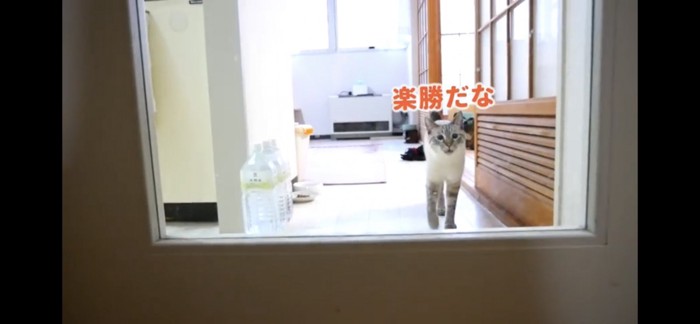 ドアの向こうから覗く猫