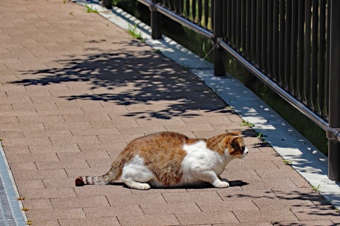 獲物を狙う猫