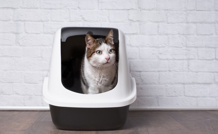 ドーム型トイレの中の猫