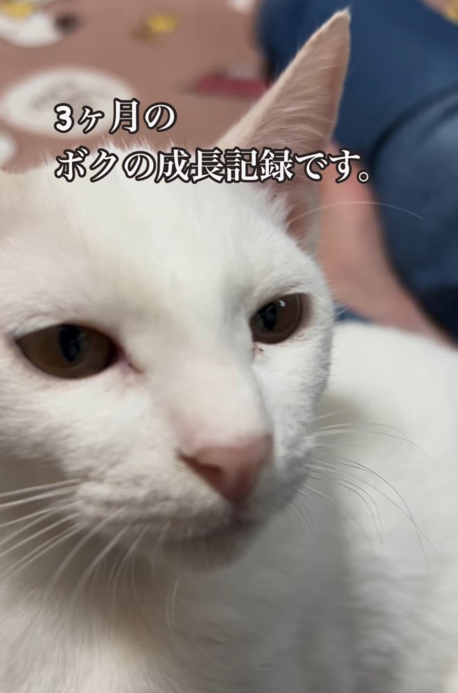 子猫の顔