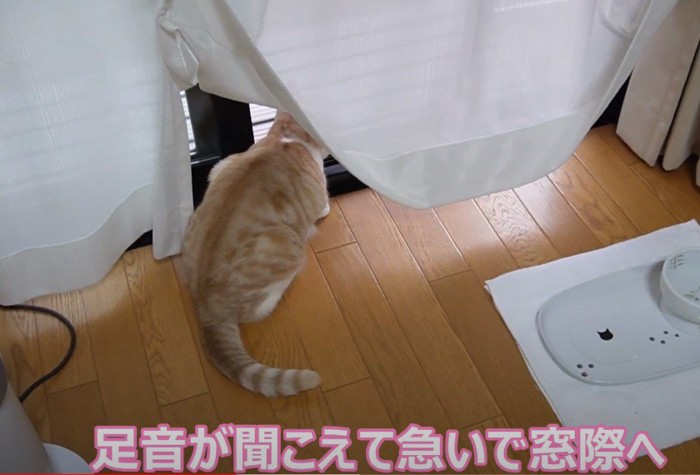 窓辺の猫