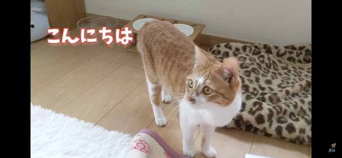 見つめる猫