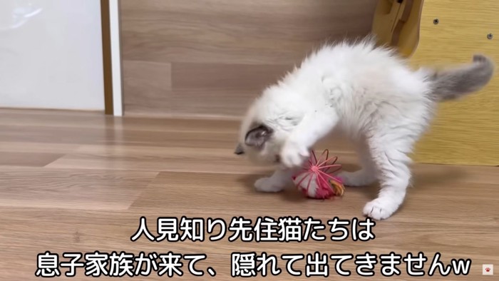 テロップ「人見知り先住猫たちは～」