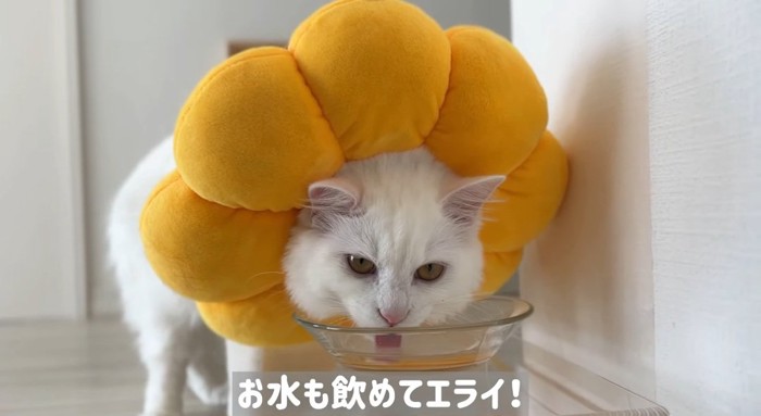 水を飲む猫