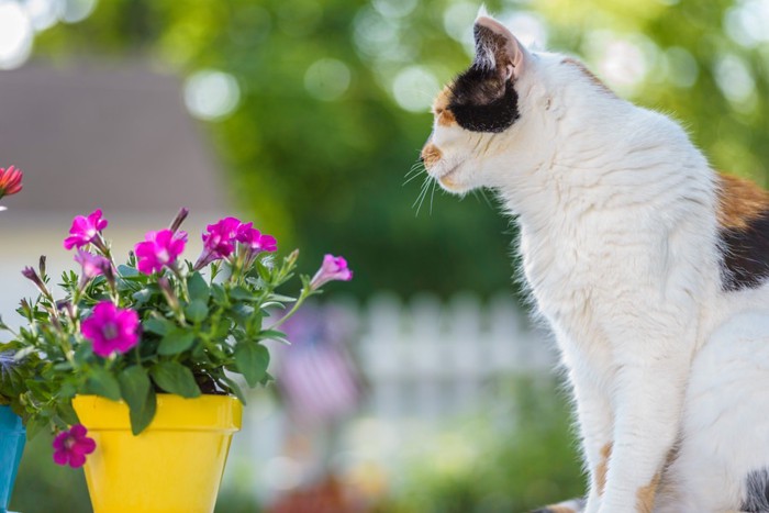 ピンクの花と横を向いて座っている三毛猫