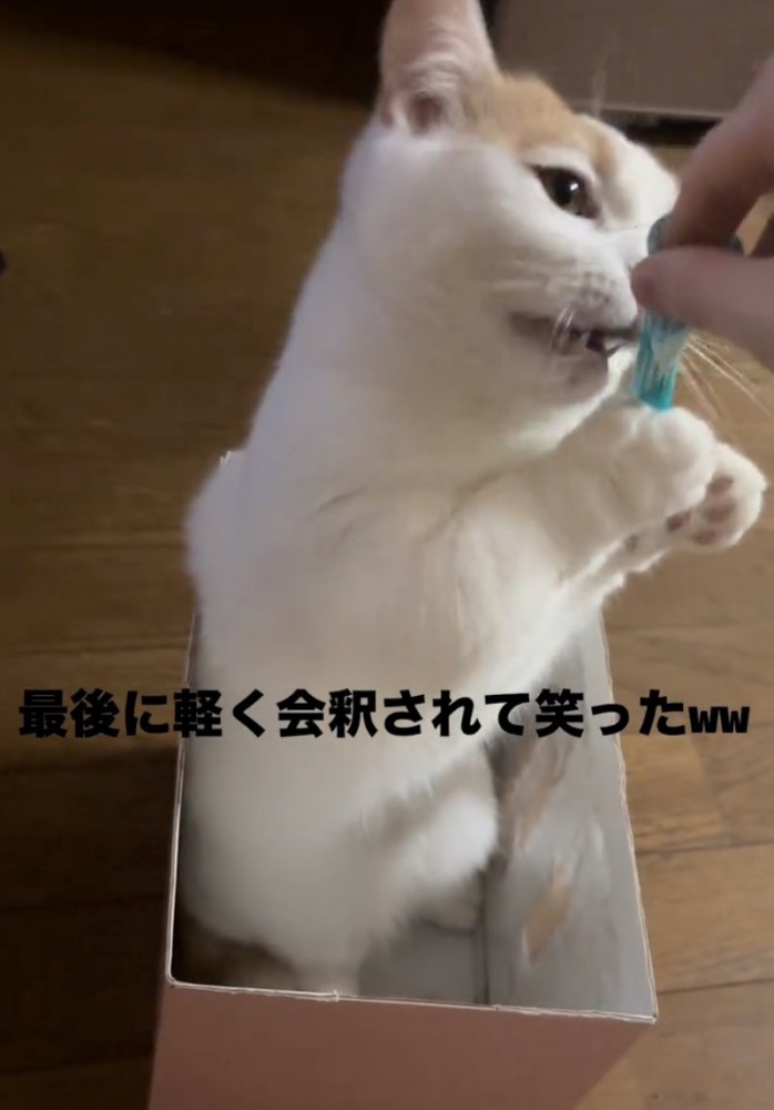 おもちゃを咥えようとする猫