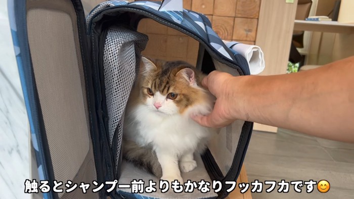 なでられる猫