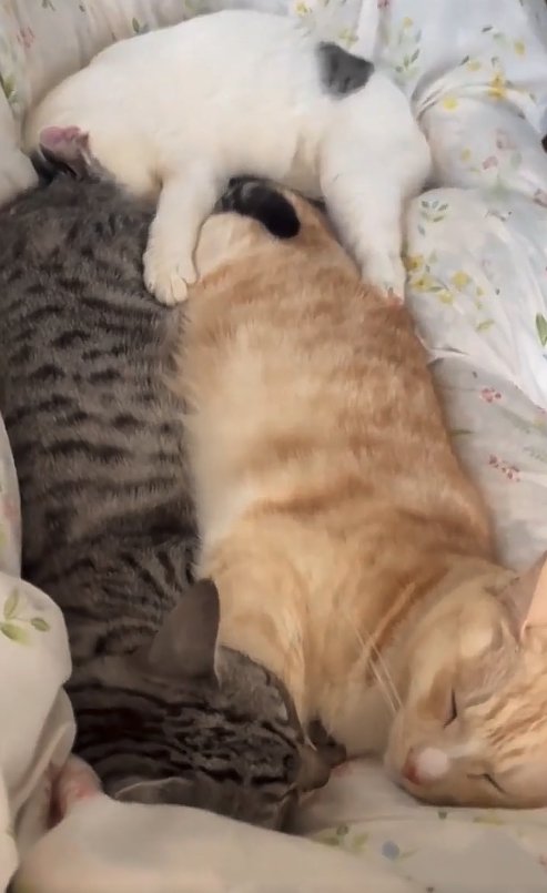 寄り添って眠る3匹の猫