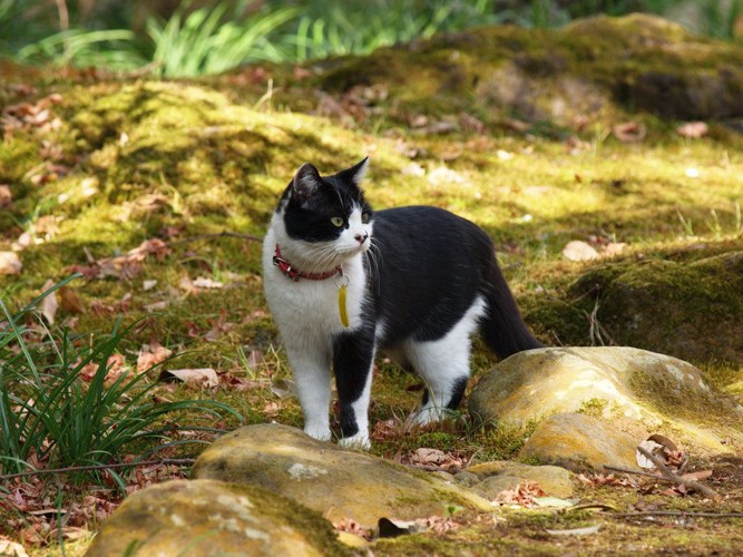 歩く猫