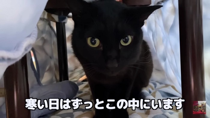 こたつの中の黒猫