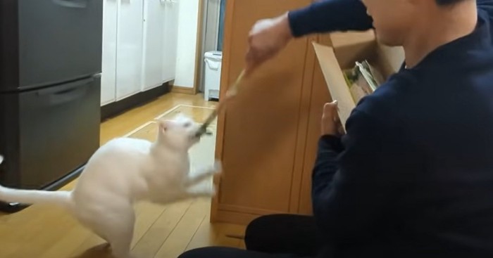 おもちゃで遊ぶ猫