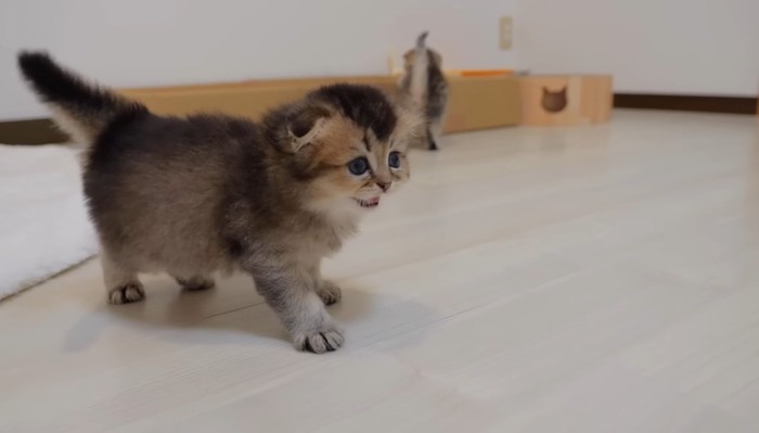 鳴いている子猫