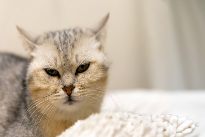 目が細い猫