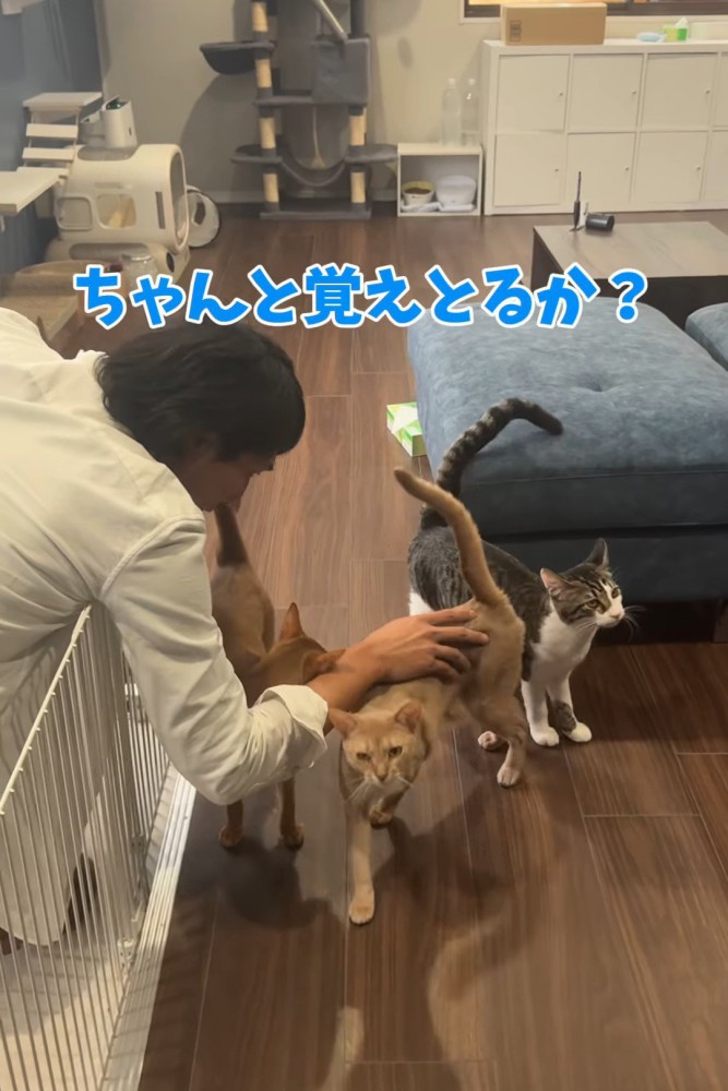 3匹の猫