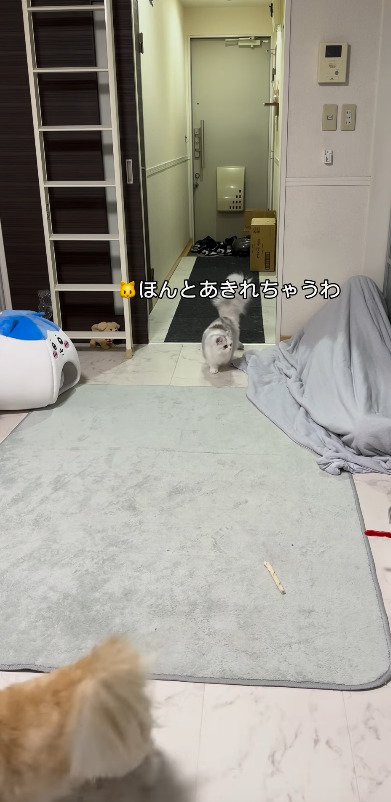 飼い主の隠れる布団を見つめる猫