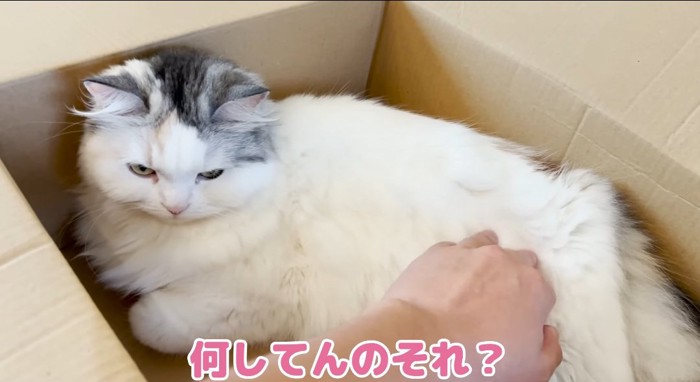 段ボールの中の猫