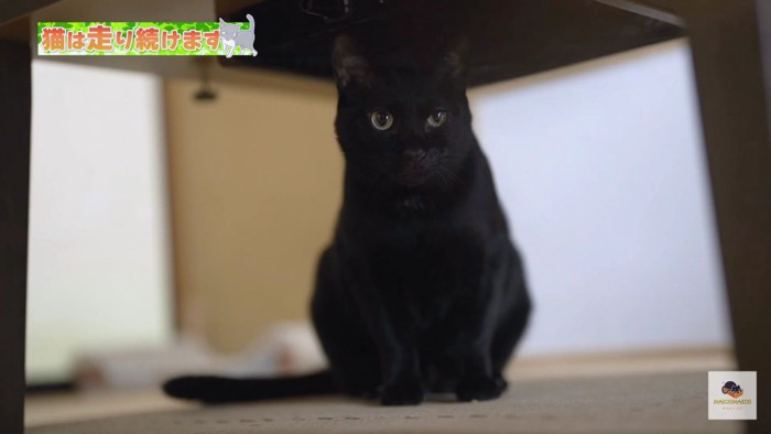 机の下の黒猫