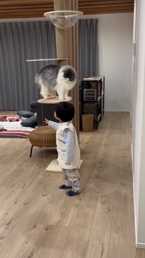 遊んでいる猫と子供