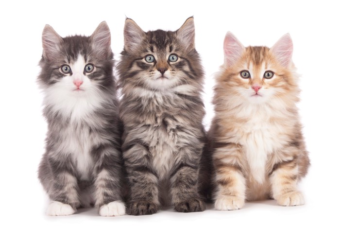 並んで座る3匹のノルウェージャンフォレストキャットの子猫