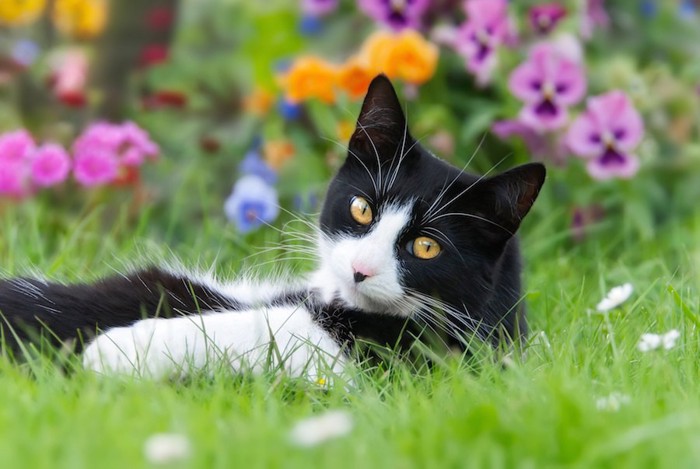 キレイなお花とくつろぐ野良猫