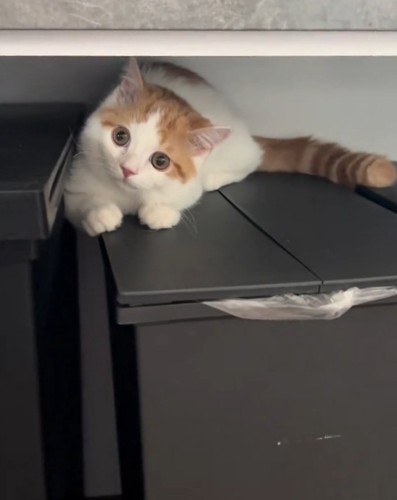 座る猫