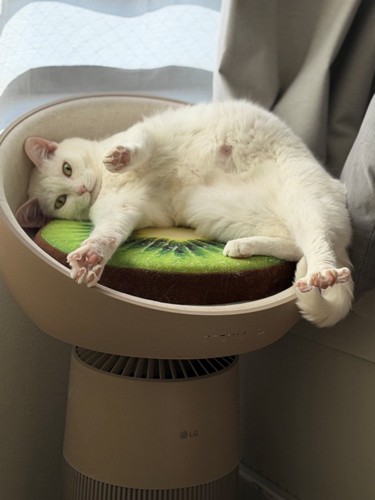 目に力を入れて手足を開いている白猫