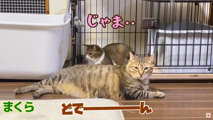 きのこの周りで自由な猫たち2