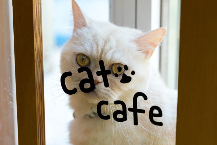 猫カフェの猫