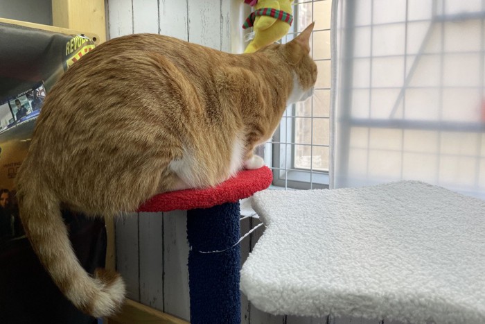 窓の外を見る猫