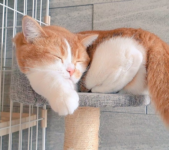 眠っているもなかくん