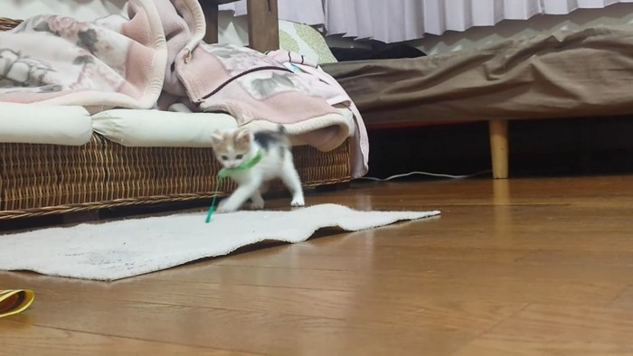 猫じゃらしを咥えて歩く子猫