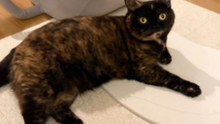室内にいる猫