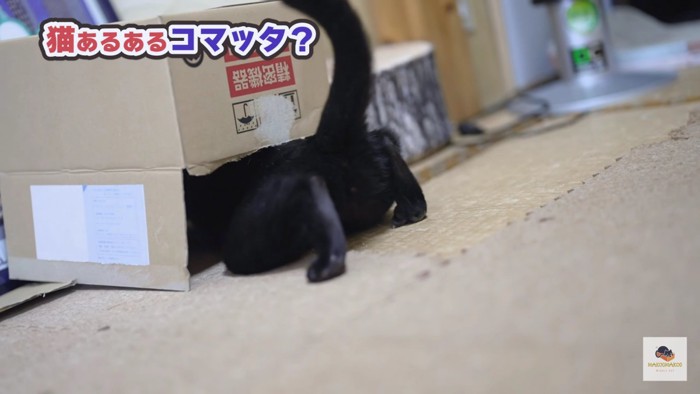 黒猫のおしり