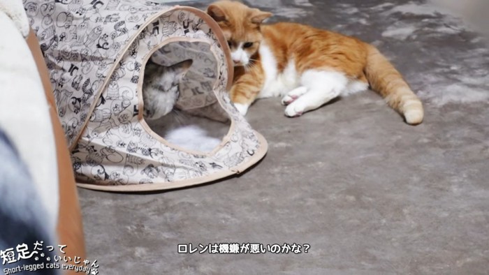 ハウスの中の猫と外の茶白猫