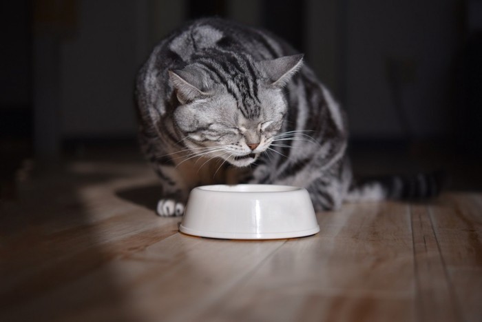 餌を食べる猫