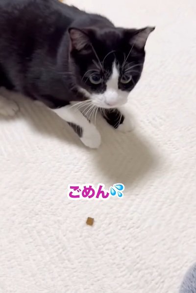 手を警戒している猫