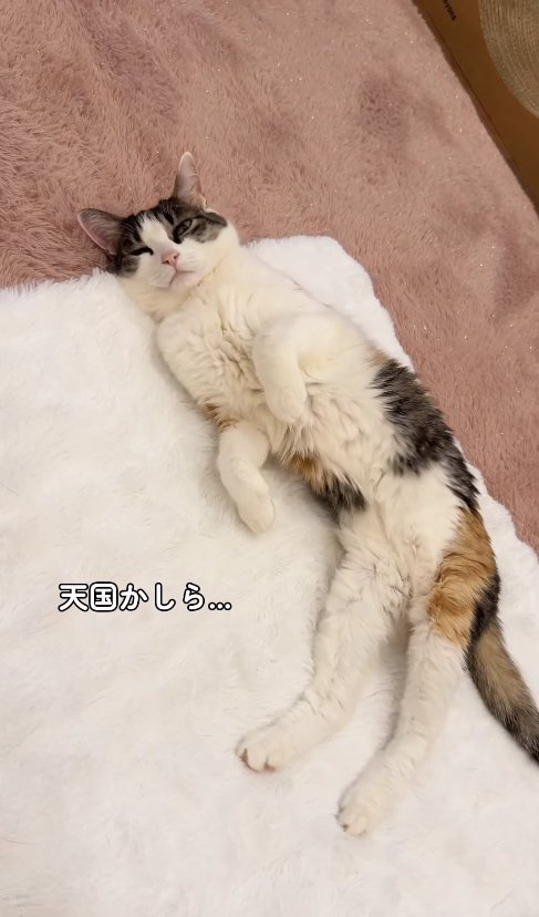 白いラグの上で横たわる猫「天国かしら…」