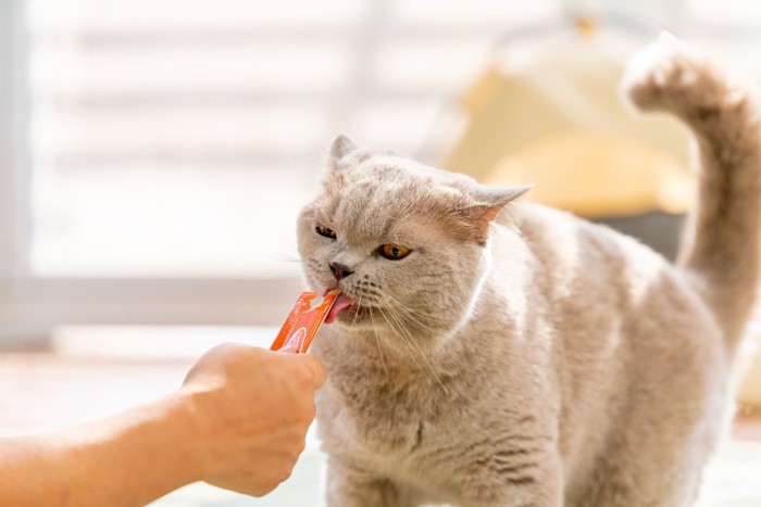 おやつをもらう猫