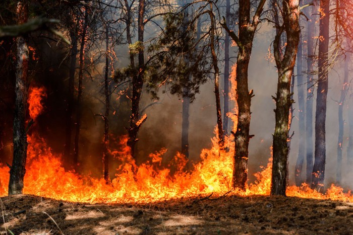 山火事で木が燃える様子