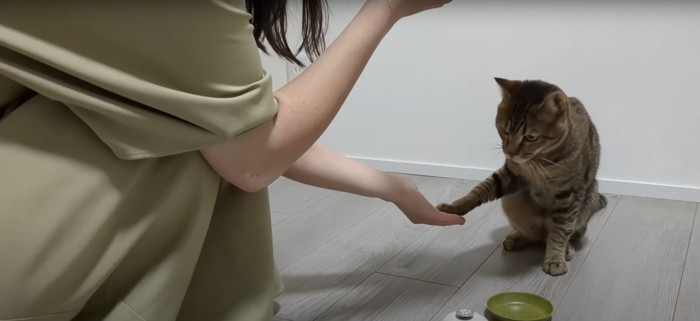 お手をする猫