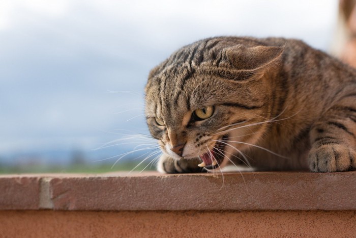 激怒する猫