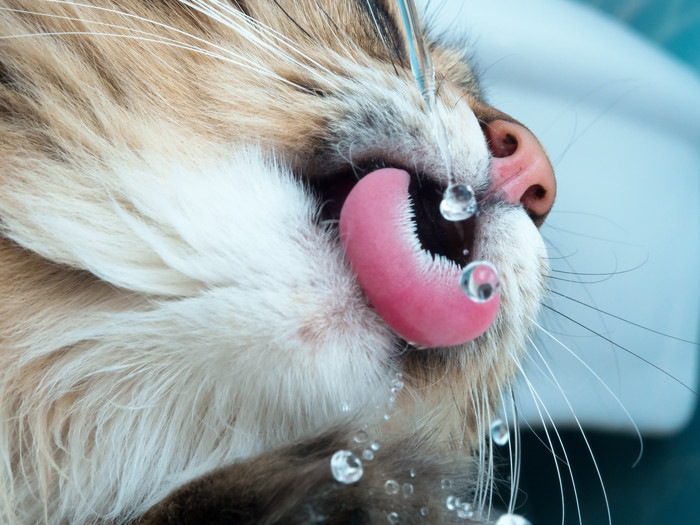 水を飲む猫