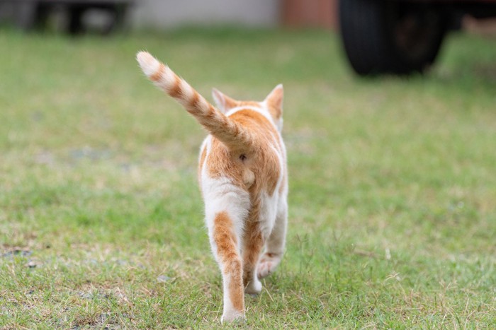 気にせずに去っていく猫