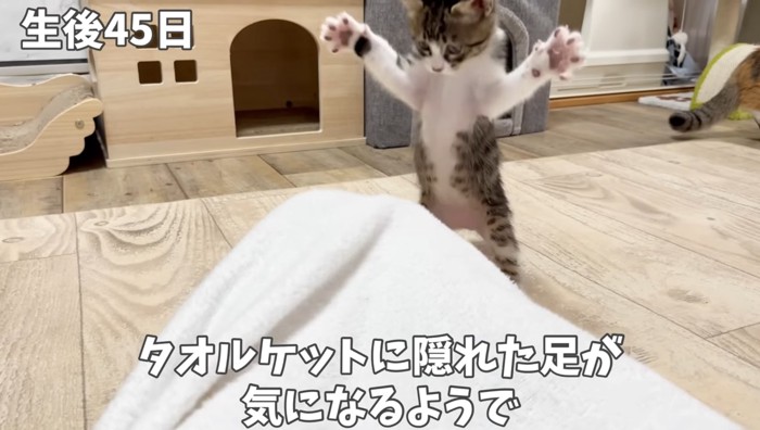 両手を広げる子猫