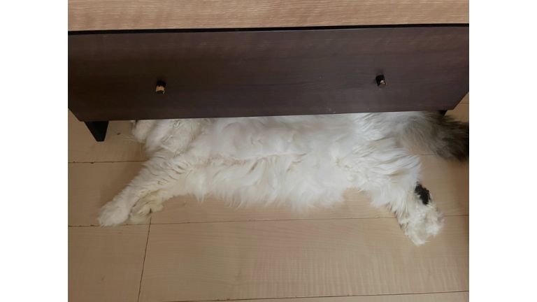 室内にいる猫