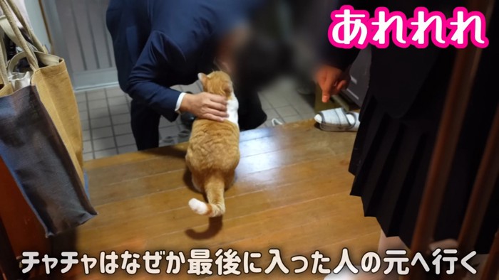 男性に近寄る猫